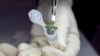 En esta foto del 2021 suministrada por el Instituto de Ciencias de Agricultura y Alimentos de la Universidad de Florida, un científico coloca una planta de Arabidopsis thaliana en un vial para análisis genético durante un experimento con suelo lunar. 
