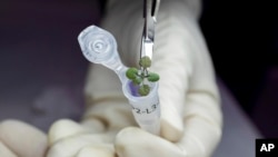 En esta foto del 2021 suministrada por el Instituto de Ciencias de Agricultura y Alimentos de la Universidad de Florida, un científico coloca una planta de Arabidopsis thaliana en un vial para análisis genético durante un experimento con suelo lunar. 