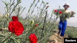 FILE - Peruvian girl carries flowers during a harvest at a field in a shantytown in Lima, Peru, May 26, 2005. 