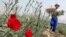 FILE - Peruvian girl carries flowers during a harvest at a field in a shantytown in Lima, Peru, May 26, 2005. 
