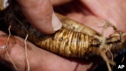 In this Sept. 2, 2015 photo, ginseng grower Denny Colwell shows the rings that develop on older ginseng roots. (AP Photo/Keith Srakocic)