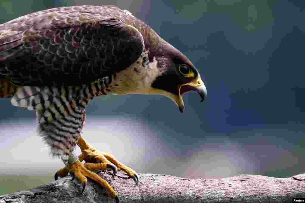 A peregrine falcon calls out as it perches on a branch above the Palisades Cliffs in Alpine, New Jersey, May 25, 2022. 