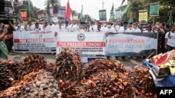 Para petani dari asosiasi petani kelapa sawit Indonesia membawa buah sawit saat memprotes kebijakan larangan ekspor pemerintah, di Jakarta pada 17 Mei 2022. (Foto: ilustrasi - Mariana / AFP)