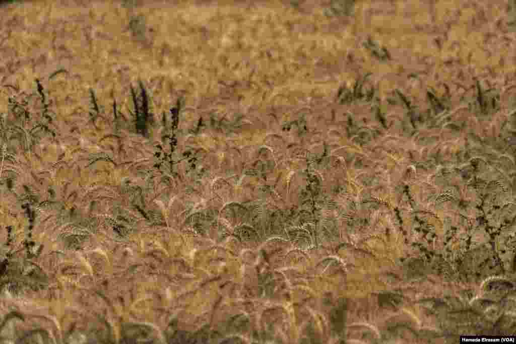 Egypt, which imported 80 percent of its wheat from Russia and Ukraine last year, is now turning to alternative markets, including a recent deal with India for half a million tons of the crucial, life-sustaining crop.