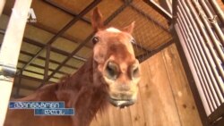 ომისგან დევნილი უკრაინელი ცხენები