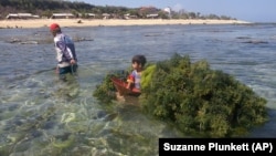 FILE - Wayan Suwita, pulls his son I Wayan Dede, 3, in a boat filled with seaweed gathered at low tide, Oct. 23, 2003, in Nusa Dua, on Bali, Indonesia. (AP Photo/Suzanne Plunkett)