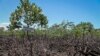 Growing African Mangrove Forests Aim to Combat Climate Woes
