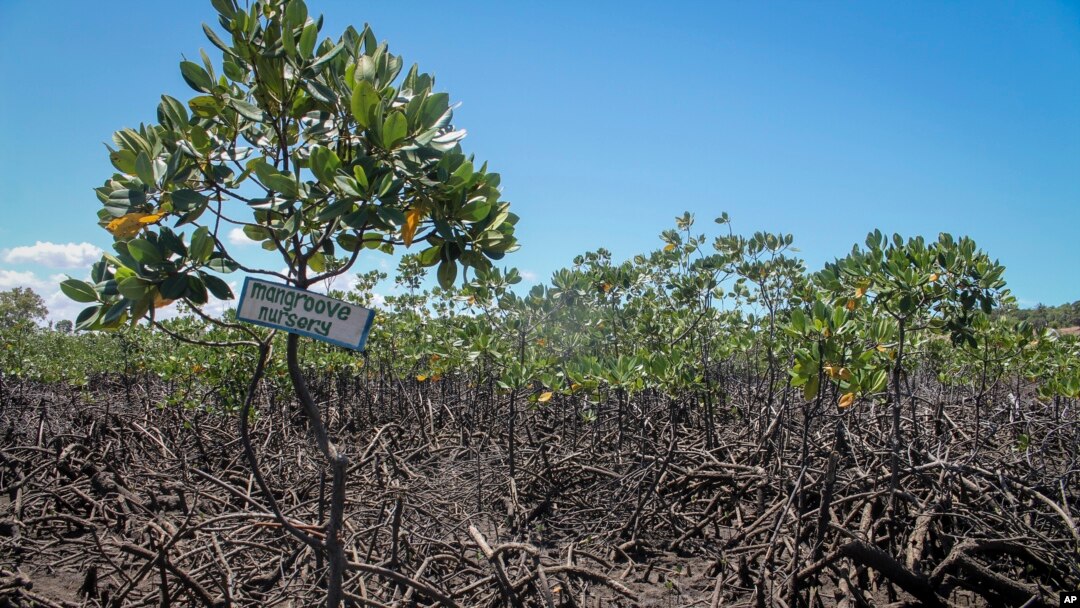 A mangrove restoration project is seen in Mtwapa, on the Indian Ocean coast of Kenya, April 13, 2022.