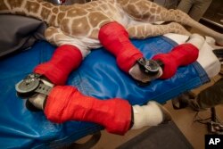 This Feb. 10, 2022, image released by the San Diego Zoo Wildlife Alliance shows Msituni, a giraffe calf born with an unusual disorder that caused her legs to bend the wrong way, in San Diego Zoo Safari Park in Escondido, north of San Diego. (San Diego Zoo Wildlife Alliance via AP)