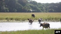 Un troupeau de buffles est vu au bord de l'eau en train de boire de l'eau dans le parc Louango le 16 mars 2022.