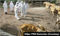 Ahli menyebut, ternak terutama sapi yang terkena PMK bisa diobati, tetapi berpotensi membawa virus dan menularkan ke ternak lain. (Foto: Ditjen PKH Kementan)