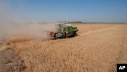 A combine harvests wheat crops in Yousifiyah, Iraq, May. 24, 2022. Iraqi farmers say they are paying the price for a government decision to cut irrigation for agricultural areas by 50% due to severe water shortages.