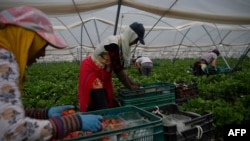Strawberry pickers are at work in a greenhouse in Ayamonte, Huelva, on May 20, 2022.