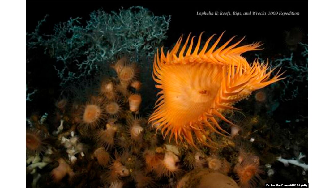 Terumbu karang di dasar Teluk Meksiko selama ekspedisi yang disebut Reefs, Rigs and Wrecks. (Foto: Dr. Ian MacDonald/NOAA via AP)