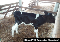 Ahli menyebut, ternak terutama sapi yang terkena PMK bisa diobati, tetapi berpotensi membawa virus dan menularkan ke ternak lain. (Foto: Ditjen PKH Kementan)