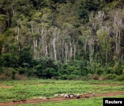 Un gaucho arrea ganado y caballos por un camino en una selva amazónica deforestada cerca de Maraba, en el estado de Pará, en el centro de Brasil. [Foto Archivo Reuters]