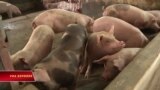 Việt Nam nói bào chế thành công vaccine dịch tả lợn châu Phi 