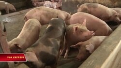 Việt Nam nói bào chế thành công vaccine dịch tả lợn châu Phi 