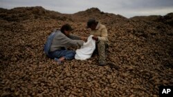 People sort and collect discarded potatoes beside a road near Makariv, on the outskirts of Kyiv, Ukraine, May 27, 2022. 