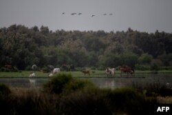 This photograph shows a view of the Donana Natural Park in El Rocio, Huelva, on May 20, 2022.