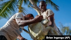 Penyu hijau yang tidak sengaja terjerat jaring nelayan, akan dilepaskan kembali ke Taman Laut Nasional Watamu di pesisir Samudera Hindia Kenya, 22 September 2021. (Foto: AP)