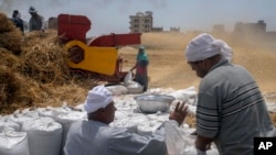 FILE - Farmers bag wheat on a farm in the Nile Delta province of al-Sharqia, Egypt, May 11, 2022. Egypt is trying to increase its domestic wheat production as the war in Ukraine has strained international supplies of the grain. 