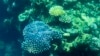Scientists Report New Coral Bleaching Event on Great Barrier Reef