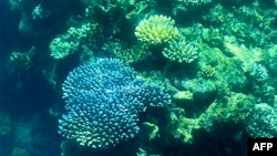 This picture taken on March 7, 2022 shows the coral on the Great Barrier Reef, off the coast of the Australian state of Queensland. The Great Barrier Reef has again been hit with "widespread" bleaching, authorities said on March 18, 2022. (Photo by Glenn NICHOLLS / AFP) 