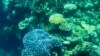 Australia’s Great Barrier Reef Hit by Mass Coral Bleaching Event
