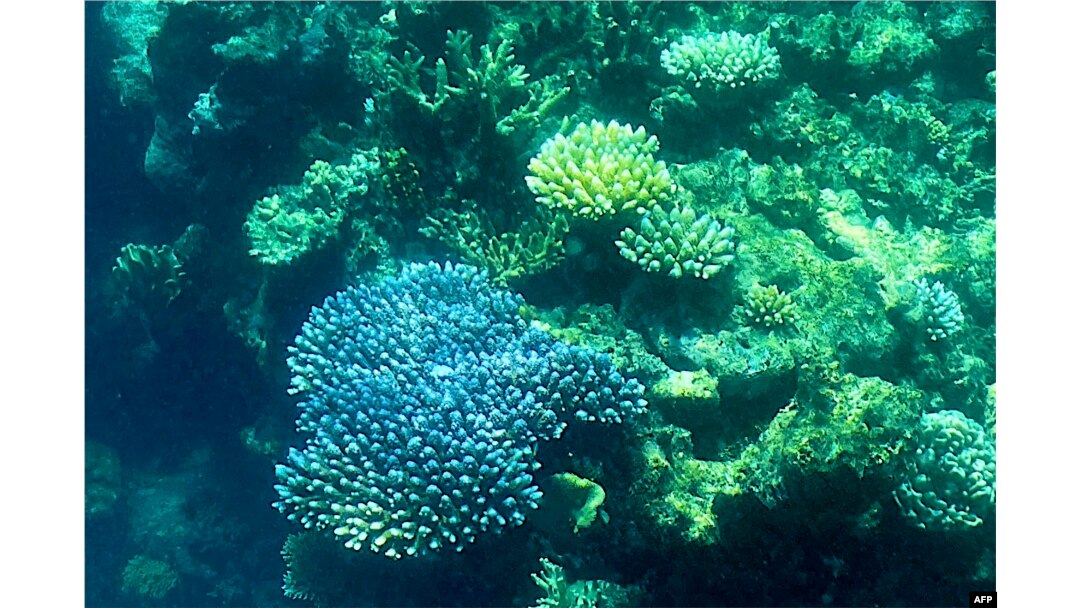 Terumbu karang di Great Barrier Reef, di lepas pantai negara bagian Queensland, Australia. (Foto: AFP)