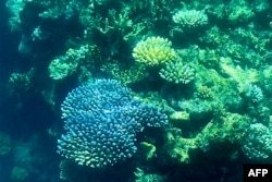 Terumbu karang di Great Barrier Reef, di lepas pantai negara bagian Queensland, Australia. (Foto: AFP)