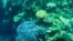 FILE - This picture taken on March 7, 2022 shows the coral on the Great Barrier Reef, off the coast of the Australian state of Queensland.