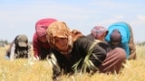 Dîmeneke jinên derbider û bêdahat yên Efrînî ku di projeya çandinîyê de dixebitin 1