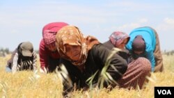 Dîmeneke jinên derbider û bêdahat yên Efrînî ku di projeya çandinîyê de dixebitin 1