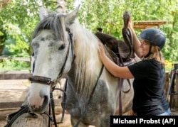 Horse farmer Stephanie Kirchner prepares her horse at a small stud farm near Limburg, Germany, May 19, 2022. (AP Photo/Michael Probst)