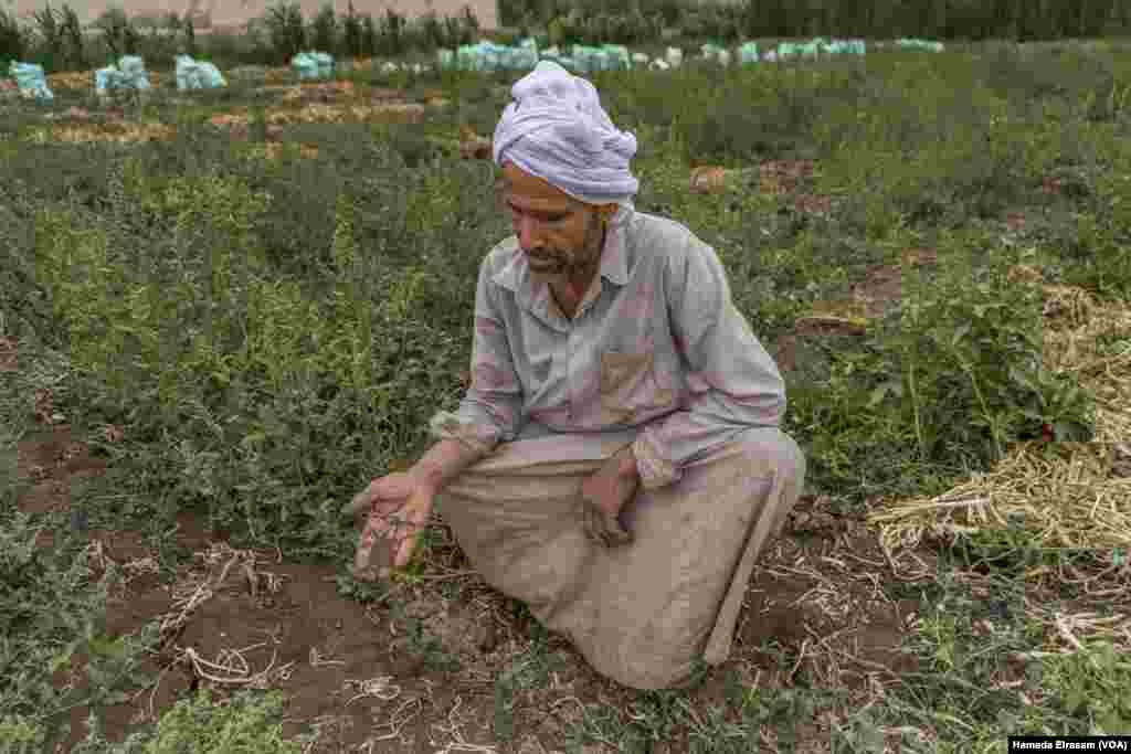 Mohamed Hassan, a wheat farmer, says, "The wheat roots increase the salinity of the soil, and now we are not allowed to plant rice freely to cleanse it. I'm not sure if I'll plant wheat next season."