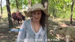 乌克兰战地前线挤奶女工全家盼望战争结束