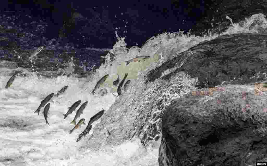 Pearl mullets, an endemic fish species, jump over a small waterfall as they swim upstream to lay their eggs in the fresh waters of Deli Cay River near the Turkish town of Ercis, in the Van Province, Turkey, May 22, 2022.