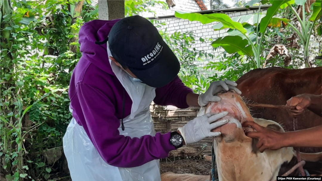Ahli menyebut, ternak terutama sapi yang terkena PMK bisa diobati, tetapi berpotensi membawa virus dan menularkan ke ternak lain. (Foto: Ditjen PKH Kementan)