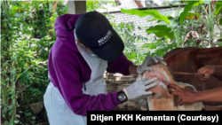 Ahli menyebut, ternak terutama sapi yang terkena PMK bisa diobati, tetapi berpotensi membawa virus dan menularkan ke ternak lain. (Foto: Ditjen PKH Kementan)