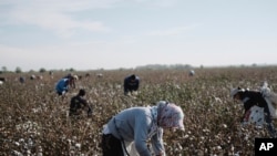 Western companies began boycotting Uzbek cotton in 2009, responding to efforts by human rights groups to document exploitation of children and adults as pickers. Led by the Responsible Sourcing Network in Washington, the boycott reached 331 signatories.