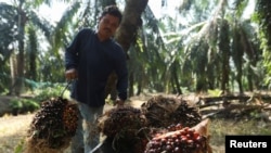 FILE - A worker loads fresh fruit bunches of oil palm tree into a wheelbarrow during harvest at a palm oil plantation in Kuala Selangor, Selangor, Malaysia, April 26, 2022.