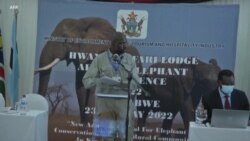 Le Zimbabwe veut légaliser le commerce international d'ivoire