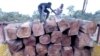 Un chargement de bois de rose au Mali. (crédit : Environmental Investigation Agency)