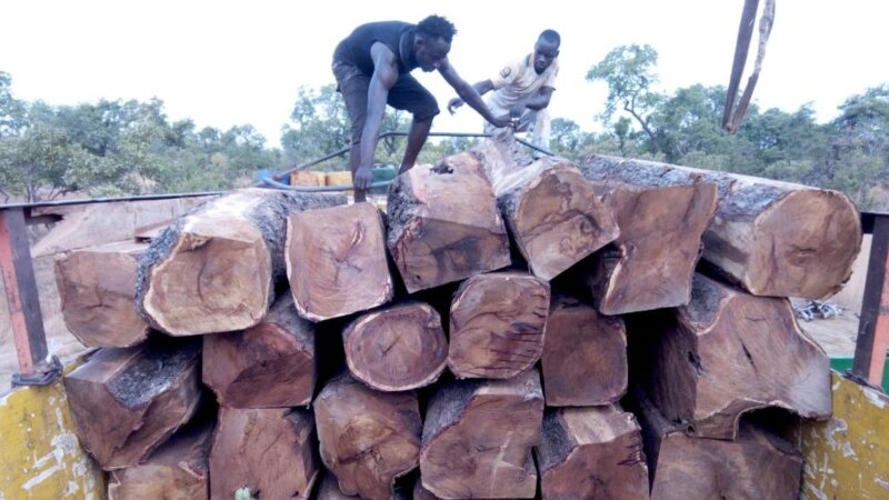 Le trafic de bois de rose entre la Chine et le Mali gagne de l'ampleur