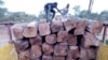 Loading of rosewood logs onto trucks in Mali. (Courtesy Environmental Investigation Agency)