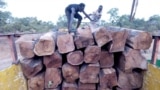在马里，工人将花梨木原木装上卡车。(环境调查署提供）
