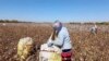 Uzbeks have a right to demand a fair pay for their work in cotton fields, say activists. Photo taken during the 2021 harvest in Uzbekistan. (Uzbek Forum)