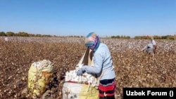 Uzbeks have a right to demand a fair pay for their work in cotton fields, say activists. Photo taken during the 2021 harvest in Uzbekistan. (Uzbek Forum)
