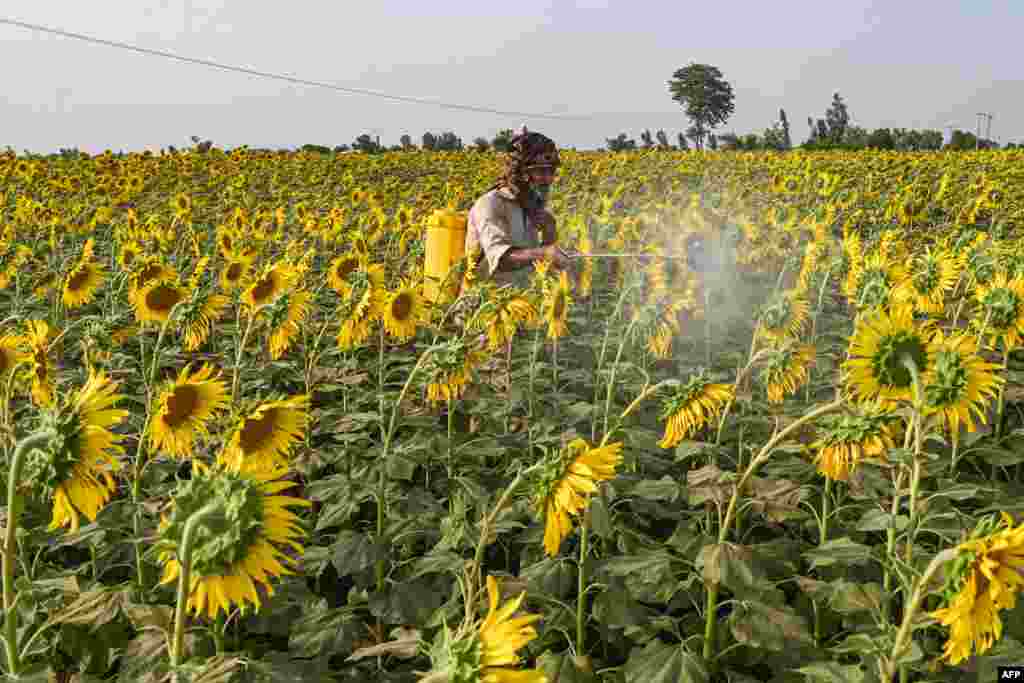 A farmer sprays pesticides on sunflowers at a farm in Lahore, Pakistan.